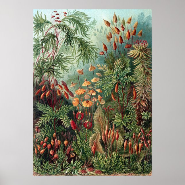 Poster Vintage Ernst Haeckel Moss (Frente)