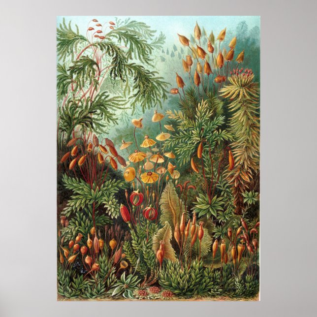 Poster Vintage Ernst Haeckel Mosses (Frente)