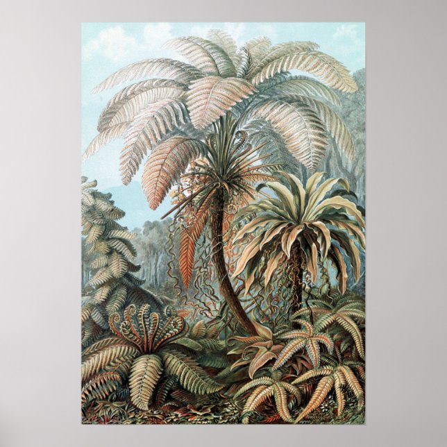 Poster Vintage Ernst Haeckel Palm Trees (Frente)