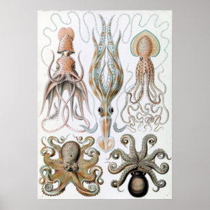 Poster Vintage Ernst Haeckel Squids e Octopus