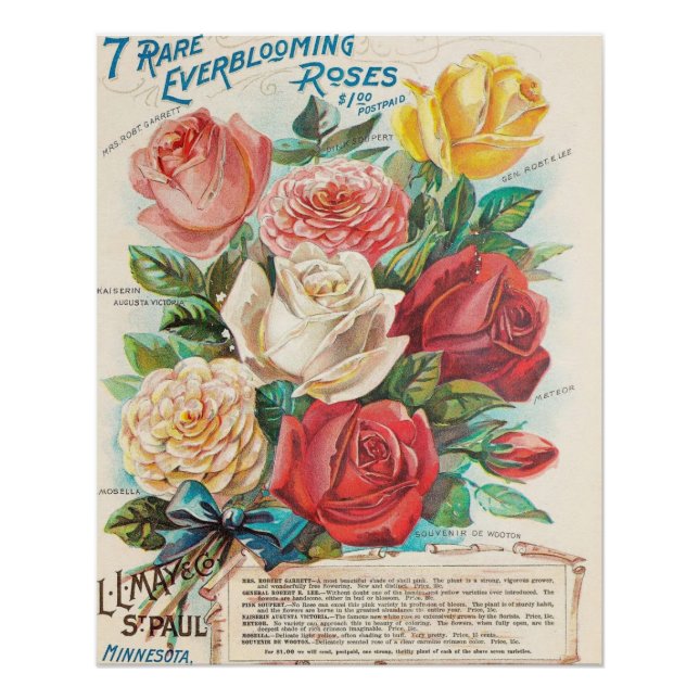 Póster Vintage Everblooming Rosas (Frente)