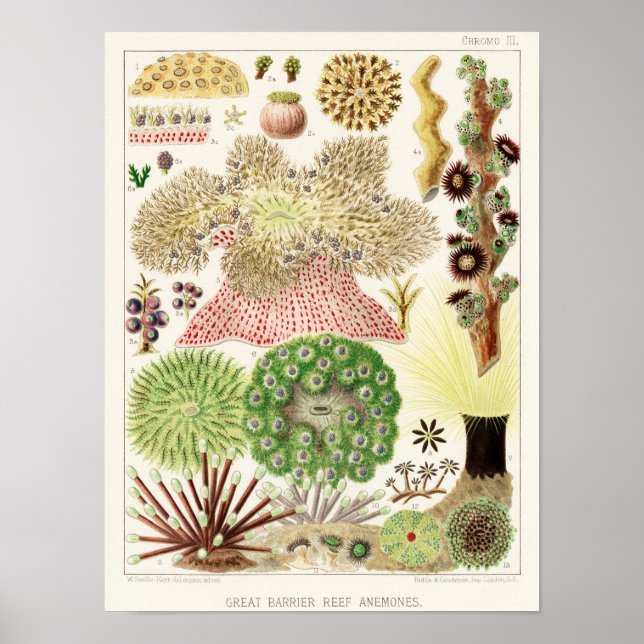Poster Vintage Excelente Barrier Reef of Australia Anemon (Frente)