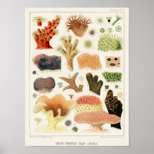 Poster Vintage Excelente Barrier Reef of Australia Corals