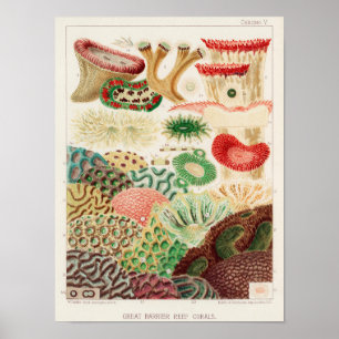 Poster Vintage Excelente Barrier Reef of Australia Corals