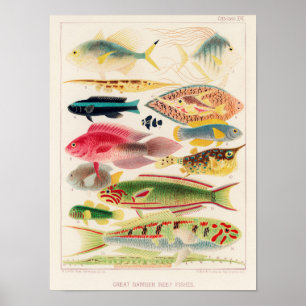 Poster Vintage Excelente Barrier Reef of Australia Fishes