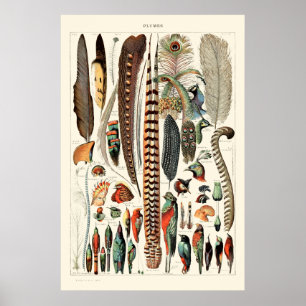 Poster Vintage Feather por Adolphe Millot