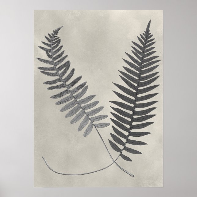 Poster Vintage Ferns (Frente)