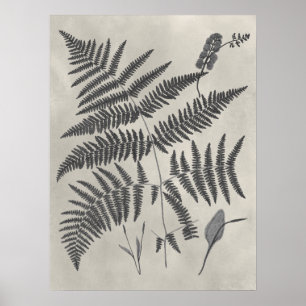 Poster Vintage Ferns