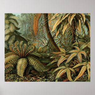 Póster Vintage Ferns e Palm Tree Botânico