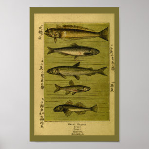 Póster Vintage Fish Smelt Minnow Natural History Impressã