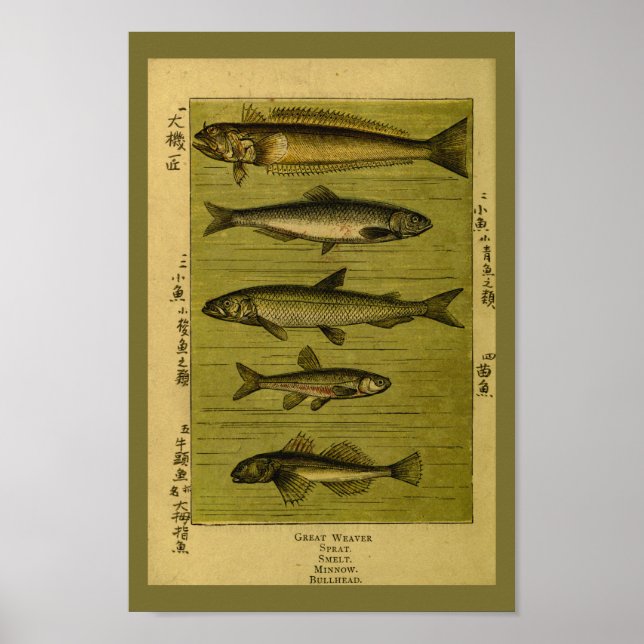 Póster Vintage Fish Smelt Minnow Natural History Impressã (Frente)