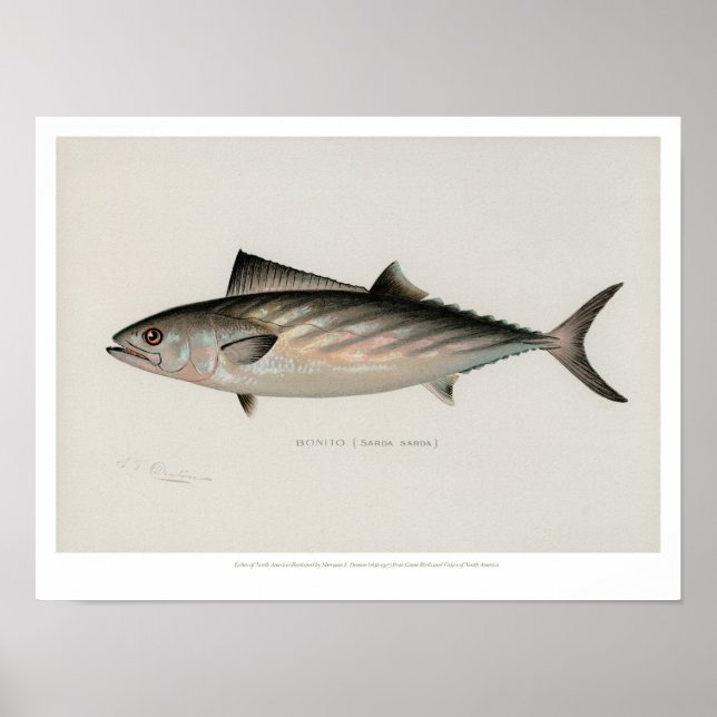 Póster Vintage Fishes - Bonito (Frente)