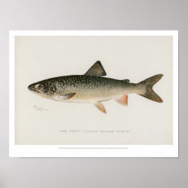 Póster Vintage Fishes - Lake Trout