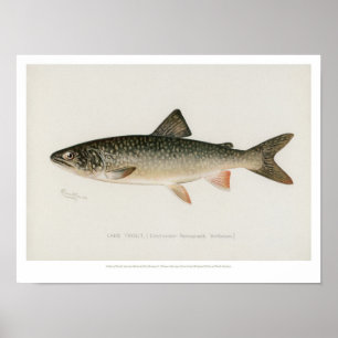 Póster Vintage Fishes - Lake Trout