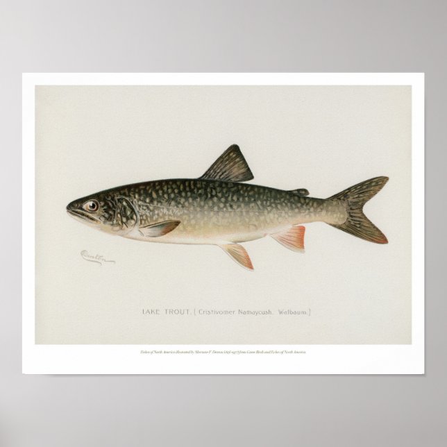 Póster Vintage Fishes - Lake Trout (Frente)