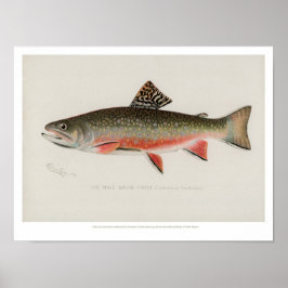 Poster Vintage Fishes - Truta Brook