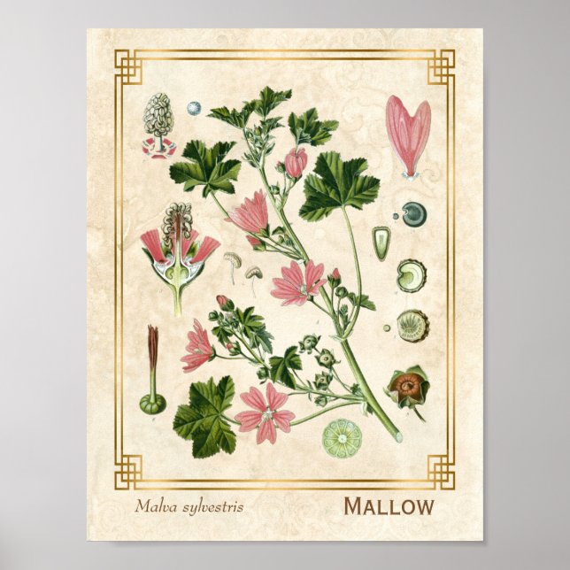 Poster Vintage Flor Maleável Cor-de-rosa Herbo Botânico (Frente)