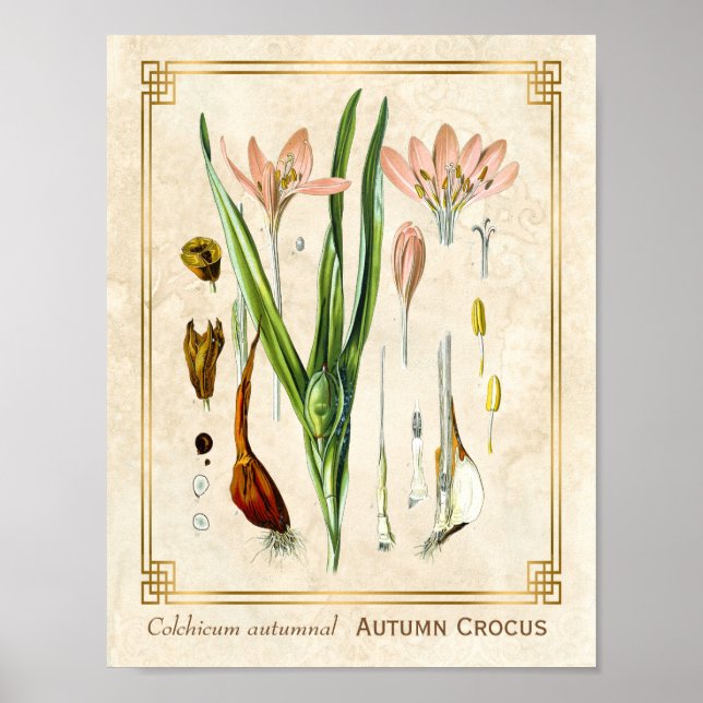 Poster Vintage Floral Art Autumn Crocus Botanic (Frente)