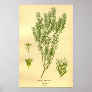 Poster Vintage Floral Botânica Phylica Eroides Illustrat