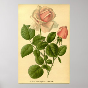 Poster Vintage Floral Hybrid Tea Rosa La France Nature