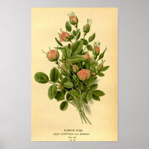 Poster Vintage Floral Laranja Pompon Rosa Nature Botânico