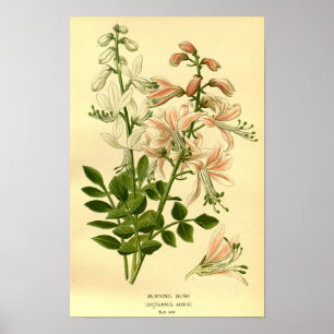 Poster Vintage Floral Nature Botânica Burning Bush Illus