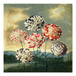 Póster Vintage Floral Poster