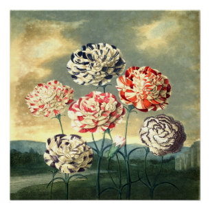 Póster Vintage Floral Poster