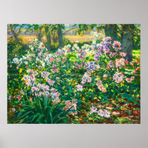 Poster Vintage Flores bonito Ilustração Windflower