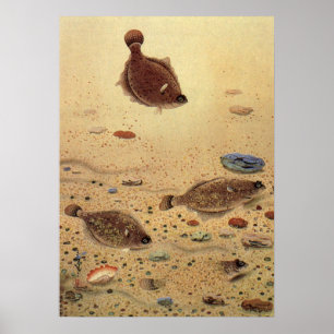 Poster Vintage Flounders, Marine Ocean Life Flat Fish