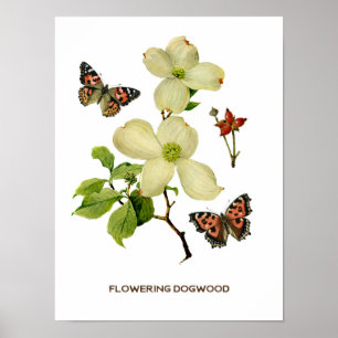 Poster Vintage Flowering Dogwood Botanical