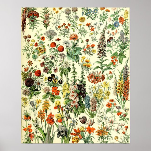 Poster Vintage Flowers Antiga Ilustração (Frente)