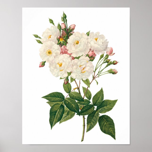 Poster Vintage Flowers Floral Blush Noisette Redout (Frente)
