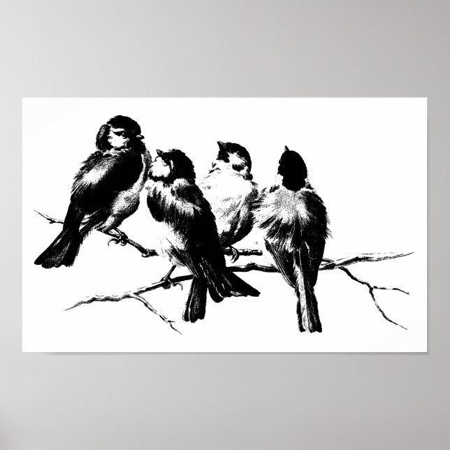 Poster Vintage Fluffy Birds em Ramais (Frente)