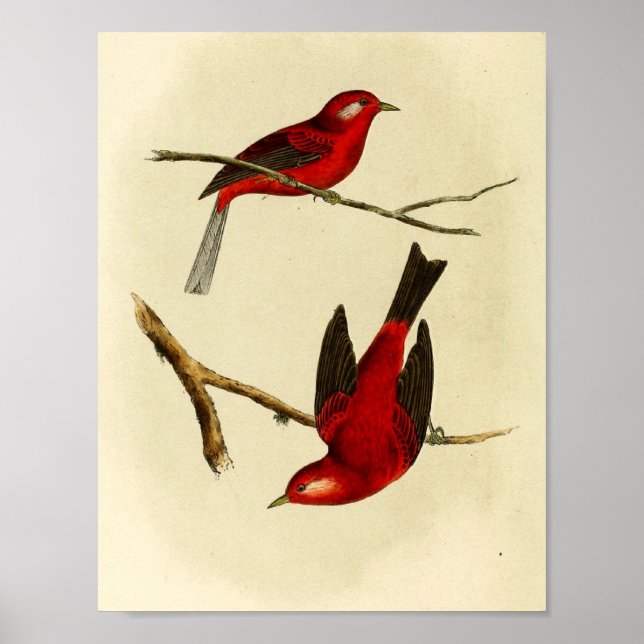 Poster Vintage Flycatcher Bird (Frente)