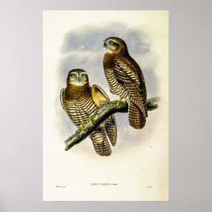 Poster Vintage Forbes's Hawk-Owl, de John Gould