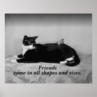 Vintage Foto de Gato e Pássaro de Parquito, Amigos