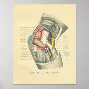 Poster Vintage Frohse Anatomia da Articulação do Joelho