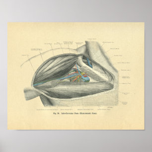Poster Vintage Frohse Anatomia de Clavicle & Shoulder