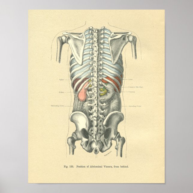Póster Vintage Frohse Anatomic Image Torso Spine (Frente)