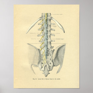 Poster Vintage Frohse Anatômica Lumbar Spine