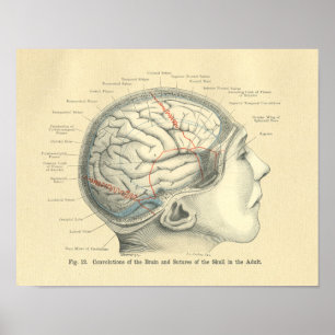 Póster Vintage Frohse Anatomical Brain and Skull