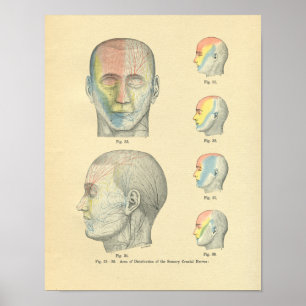 Poster Vintage Frohse Anatomical Sensory Cranial Nervos