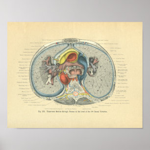 Póster Vintage Frohse Anatomy Cross Section