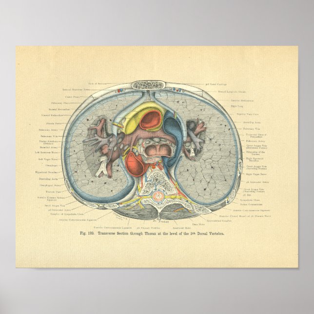 Póster Vintage Frohse Anatomy Cross Section (Frente)