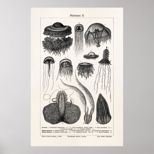 Póster Vintage Gellyfish Espécie Peixes De Geleia Retro-S (Frente)