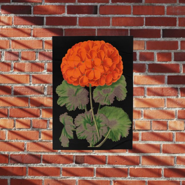 Poster Vintage Geranium - negrito floral (Criador carregado)