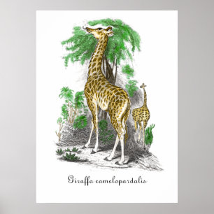 Poster Vintage Giraffe Ilustração Giraffa camelopardal
