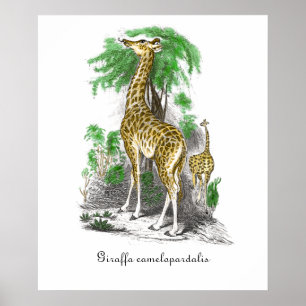 Poster Vintage Giraffe Ilustração Giraffa camelopardal
