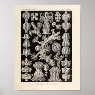 Póster Vintage Gorgonida Color Ernst Haeckel Art Impressã